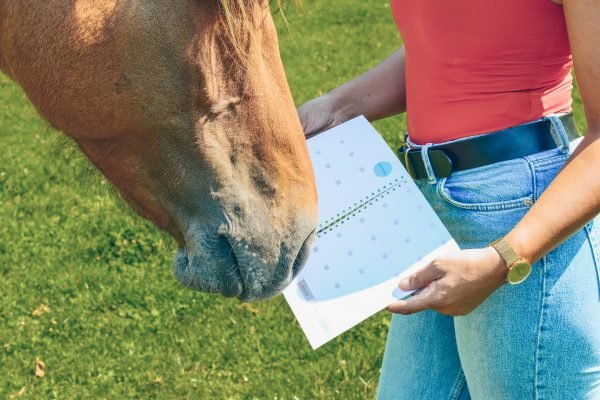 planner equestre, planner equin, equestrian planner, agenda equestre, agenda cheval, proprio chevaux, proprio cheval, cheval a vendre, elevage chevaux, demi-pension chevaux, ecurie proprietaire