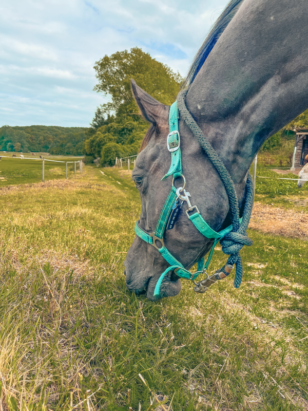 medaillon, cuir, simili-cuir, medaillon cheval, medaillon chevaux, bijou cheval, bijoux chevaux, securite equitation, balade cheval, randonnee equestre, club equitation, centre equestre, proprietaire chevaux, cuir marron, cuir noir
