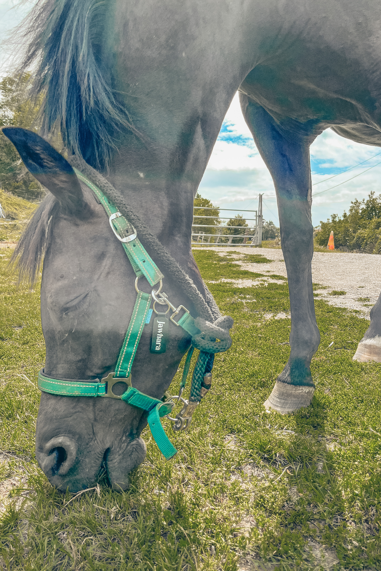 medaillon, cuir, simili-cuir, medaillon cheval, medaillon chevaux, bijou cheval, bijoux chevaux, securite equitation, balade cheval, randonnee equestre, club equitation, centre equestre, proprietaire chevaux, cuir marron, cuir noir, equipement cheval