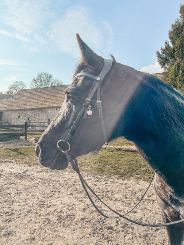 medaillon cheval, medaille cheval, medaille poney, medaillon poney, bijou filet cheval, bijou filet poney, charm dino cheval, licol cheval, licol cob, licol ps